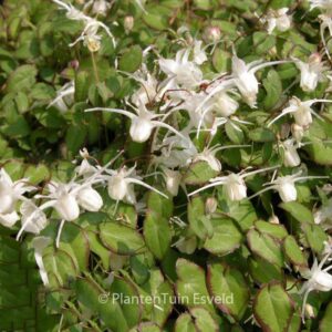 Epimedium grandiflorum