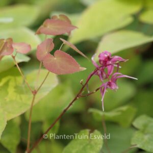 Epimedium grandiflorum 'Rose Queen'