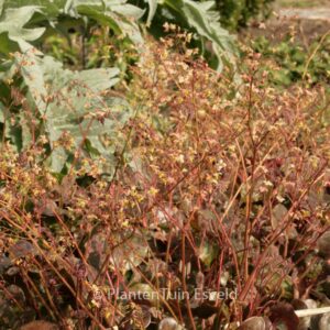 Epimedium pinnatum 'Black Sea'