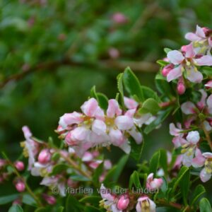 Escallonia 'Apple Blossom'