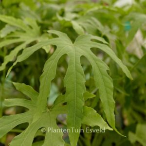 Fatsia polycarpa 'Green Fingers'