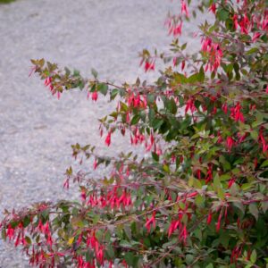 Fuchsia magellanica 'Versicolor'