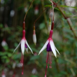 Fuchsia magellanica var. arauco