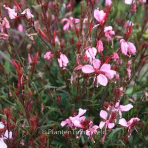 Gaura lindheimeri 'Florgauros' (GAUDI ROSE)