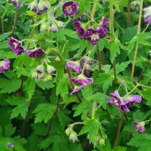 Geranium phaeum 'Joseph Green'