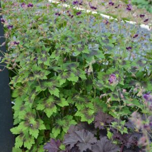 Geranium phaeum 'Samobor'