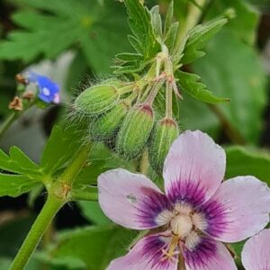Geranium phaeum 'Wendy's Blush'