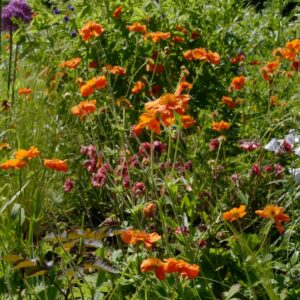 Geum 'Prinses Juliana'