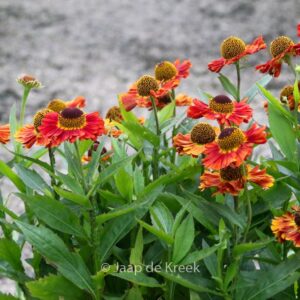 Helenium 'Salsa'