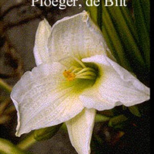 Hemerocallis 'Snowy Apparition'