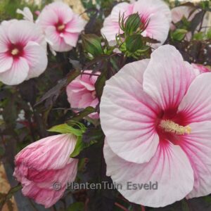 Hibiscus moscheutos 'Carousel Pink Candy'