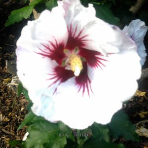 Hibiscus syriacus 'Helene'