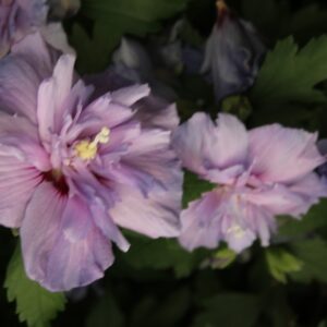 Hibiscus syriacus 'Notwood Three' (BLUE CHIFFON)