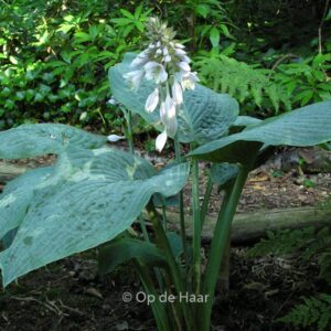 Hosta 'Blue Mammoth'