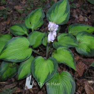 Hosta 'Paradise Joyce'