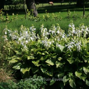 Hosta plantaginea