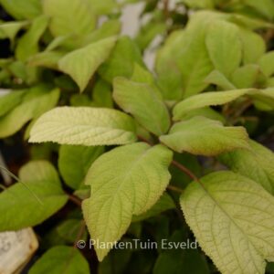 Hydrangea aspera 'Giel' (GOLDRUSH)