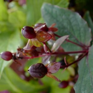 Hypericum 'Miracle Night'