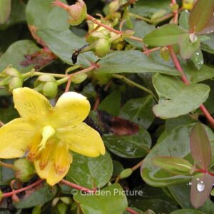 Hypericum moserianum