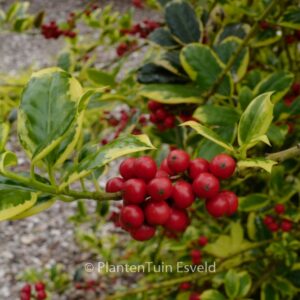 Ilex aquifolium 'Aureomarginata'