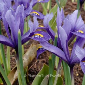 Iris reticulata 'Harmony'