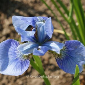 Iris sibirica 'Perry's Blue'