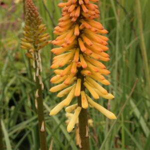 Kniphofia 'Tawny King'