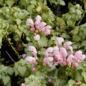 Lamium maculatum 'Pink Pewter'