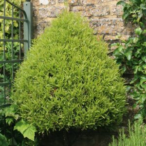 Laurus nobilis 'Angustifolia'