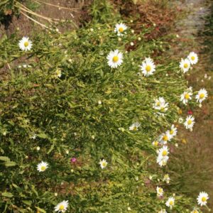 Leucanthemella serotina 'Herbststern'