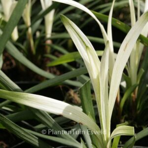 Liriope muscari 'Okina'