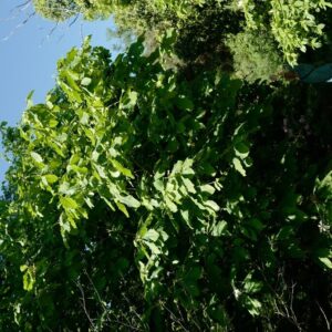 Magnolia 'Charles Coates'