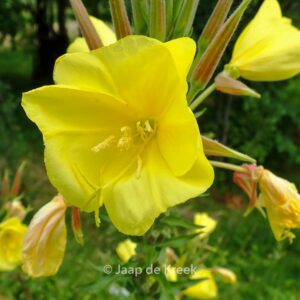 Oenothera biennis