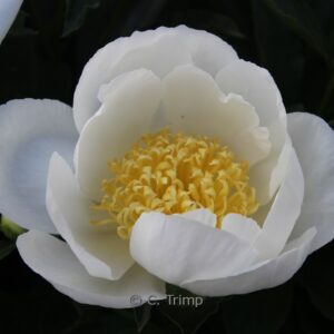 Paeonia 'Jan van Leeuwen'