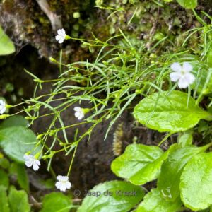 Petrorhagia saxifraga