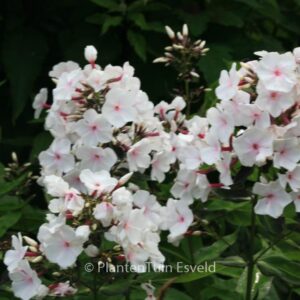 Phlox paniculata 'Popeye'