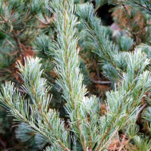 Pinus parviflora 'Blue Giant'