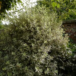 Pittosporum tenuifolium 'Elizabeth'