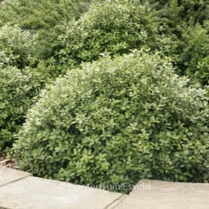 Pittosporum tenuifolium 'Golf Ball'