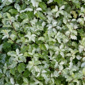 Pittosporum tenuifolium 'Irene Paterson'