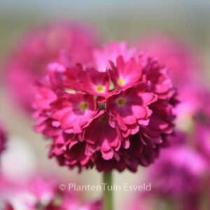 Primula denticulata 'Rubin'