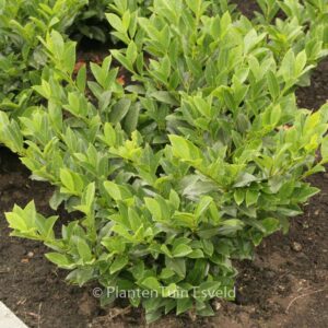 Prunus laurocerasus 'Piranha'