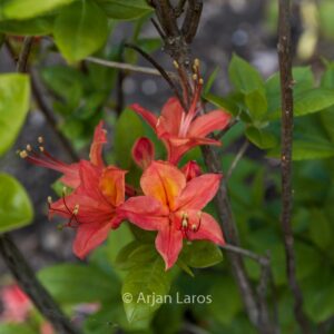 Rhododendron 'Guelder Rose' (Azalea)