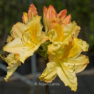 Rhododendron 'Harvest Moon' (Azalea)