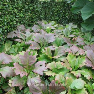 Rodgersia podophylla