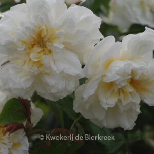 Rosa 'Alberic Barbier'