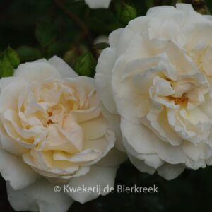 Rosa 'Hardwell' (PENNY LANE)