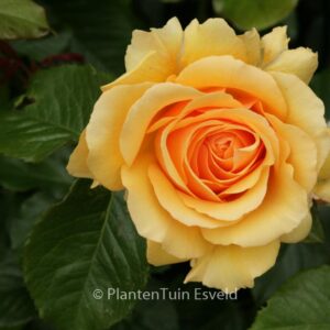 Rosa 'Harroony' (AMBER QUEEN)