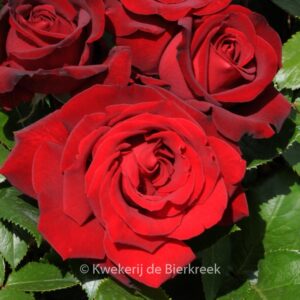 Rosa 'Ingrid Bergman'