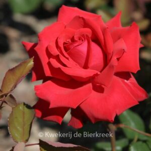 Rosa 'Korcoluma' (GRANDE AMORE)